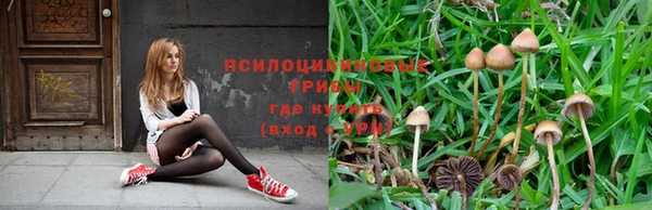 прущие грибы Богородицк